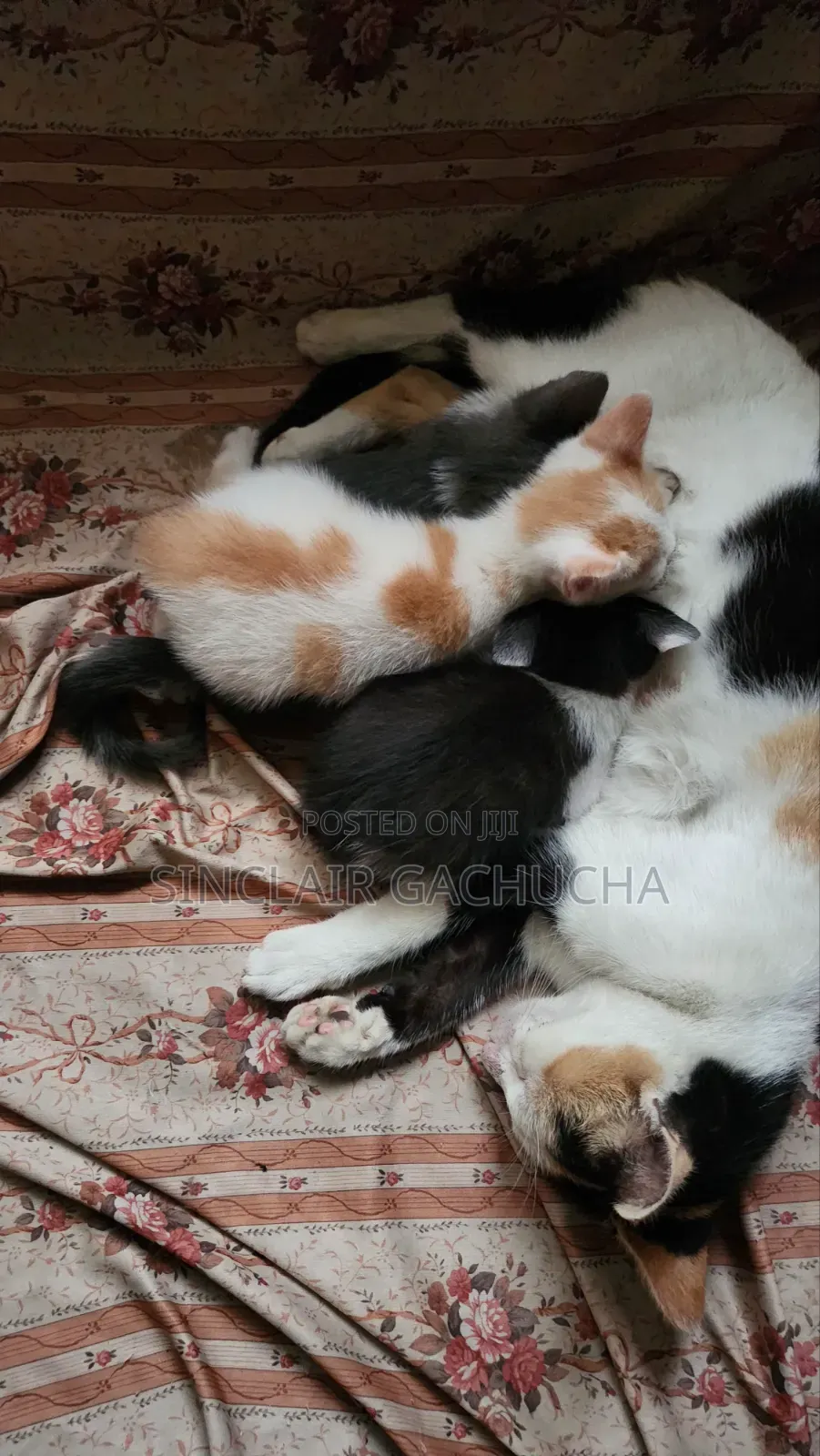 1-3 months Male Mixed Breed Cat