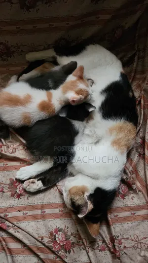 1-3 months Male Mixed Breed Cat