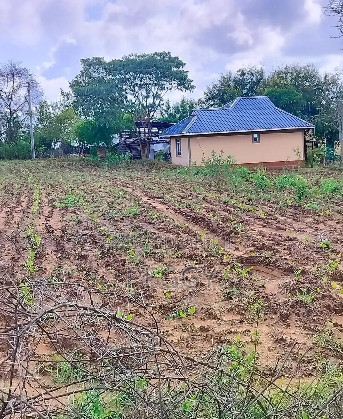 Ready Title 50 X 100 Matuu Kaewa Plots at