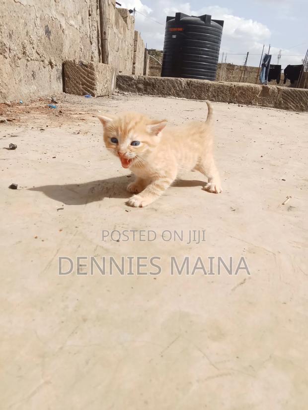 1-3 months Male Mixed Breed Persian - thumbnail 2