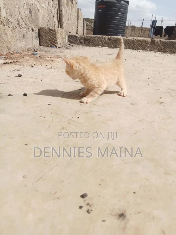 1-3 months Male Mixed Breed Persian - thumbnail 3
