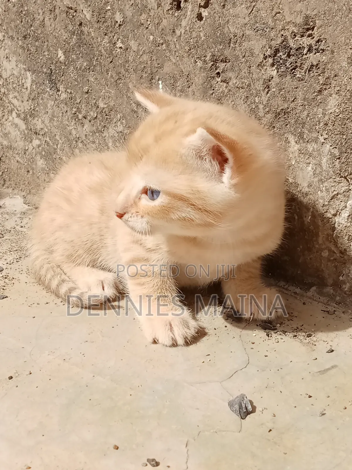 1-3 months Male Mixed Breed American Shorthair