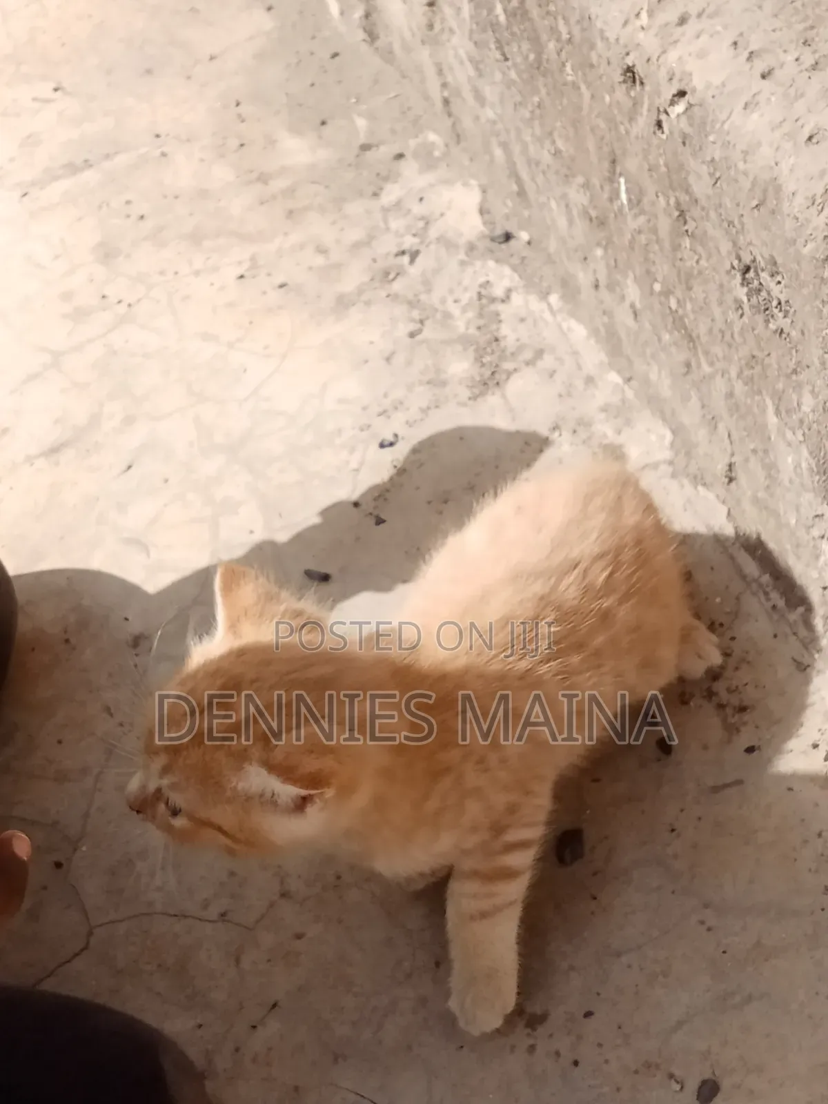 1-3 months Male Mixed Breed American Shorthair