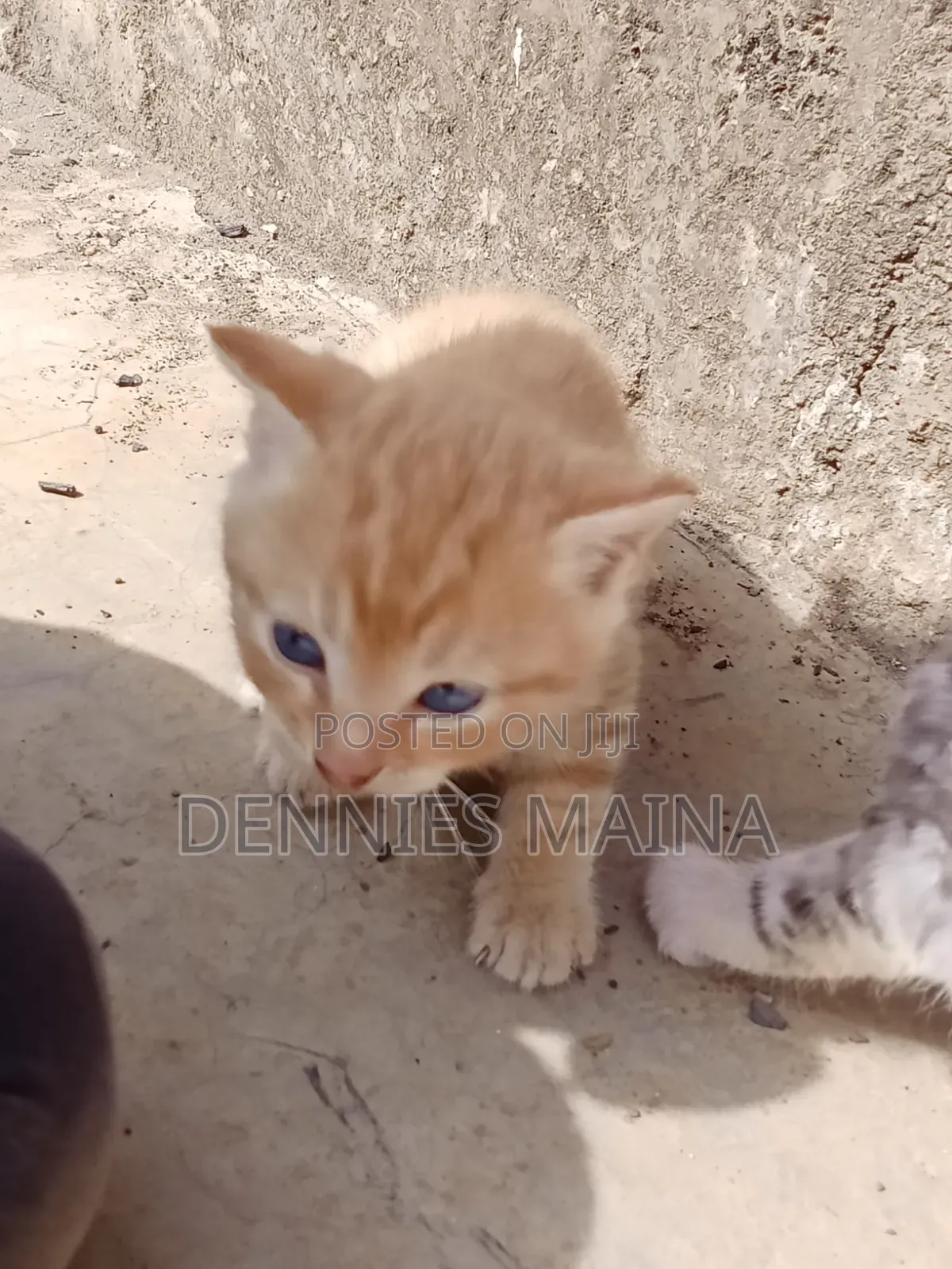 1-3 months Male Mixed Breed American Shorthair