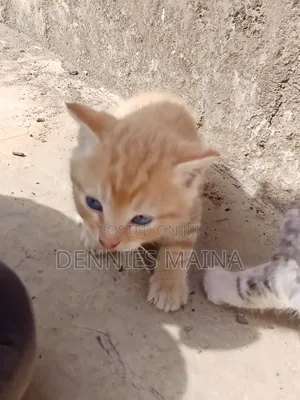 1-3 months Male Mixed Breed American Shorthair