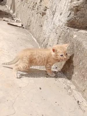 1-3 months Male Mixed Breed American Shorthair