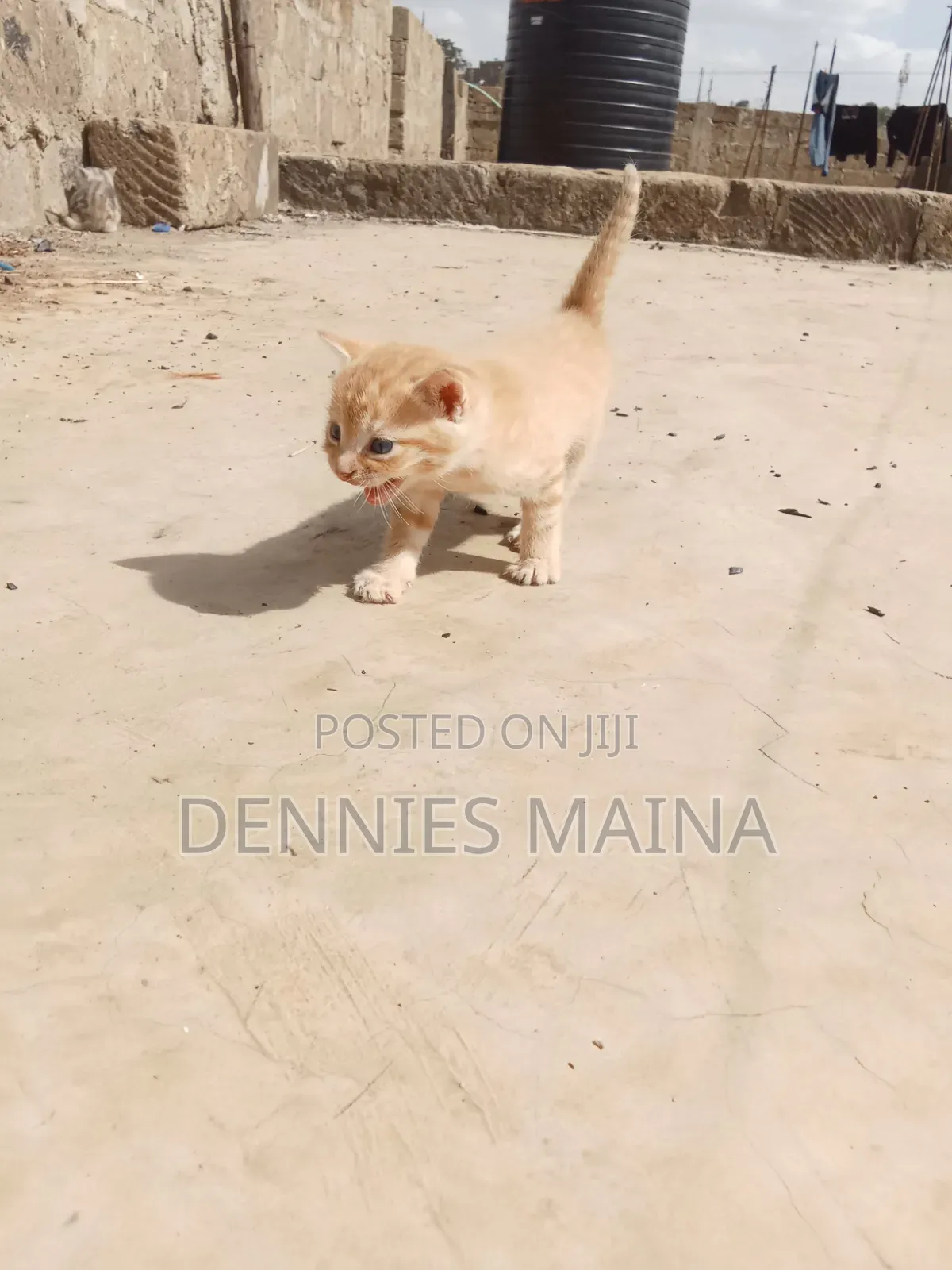 1-3 months Male Mixed Breed American Shorthair