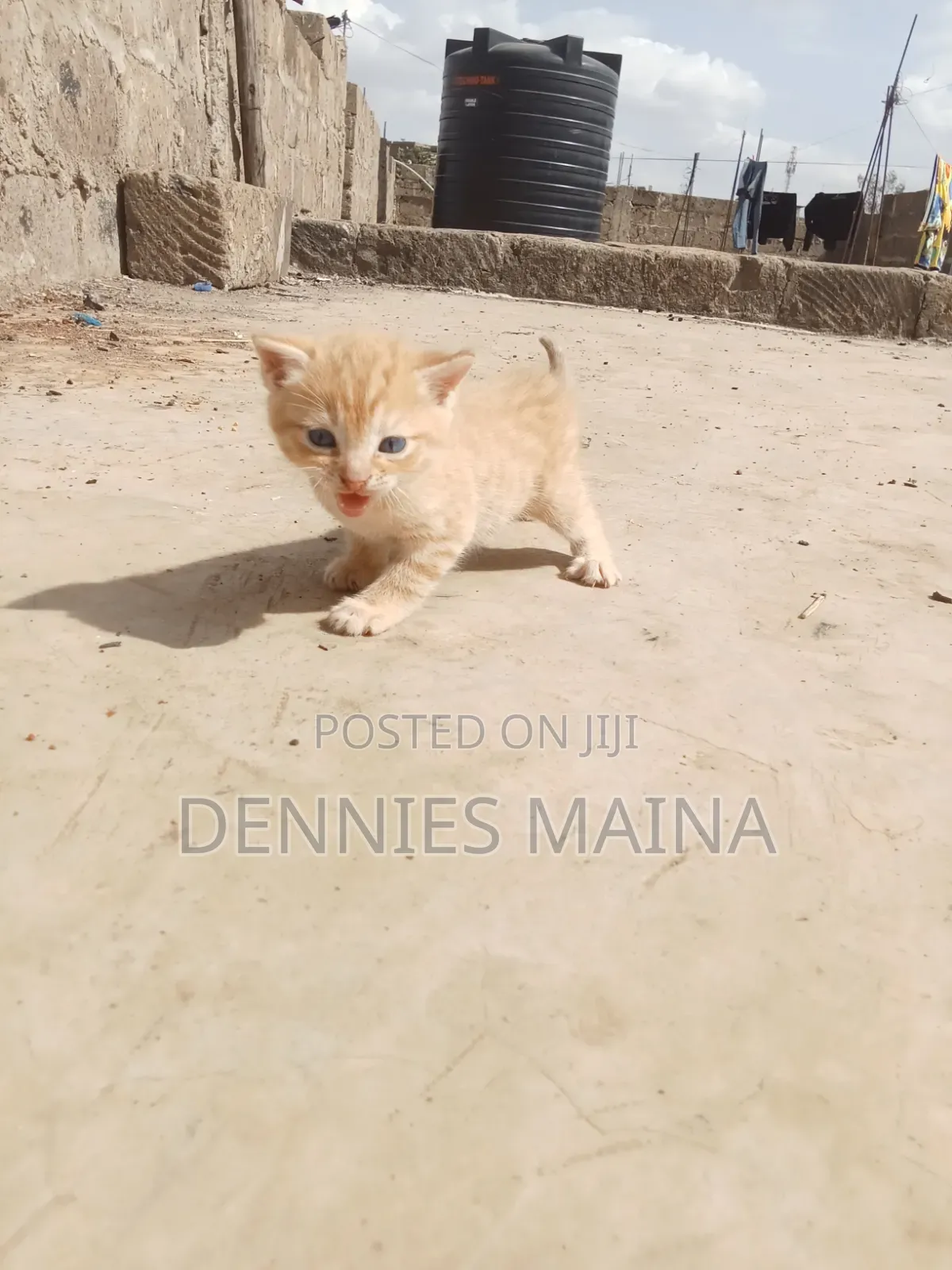 1-3 months Male Mixed Breed American Shorthair