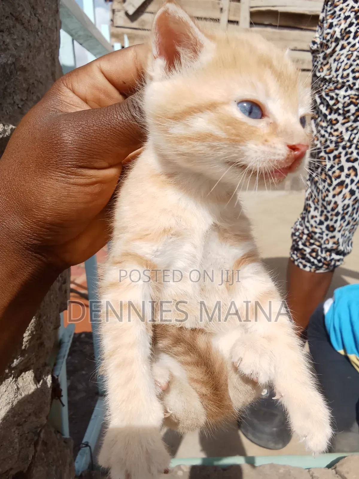 1-3 months Male Mixed Breed American Shorthair