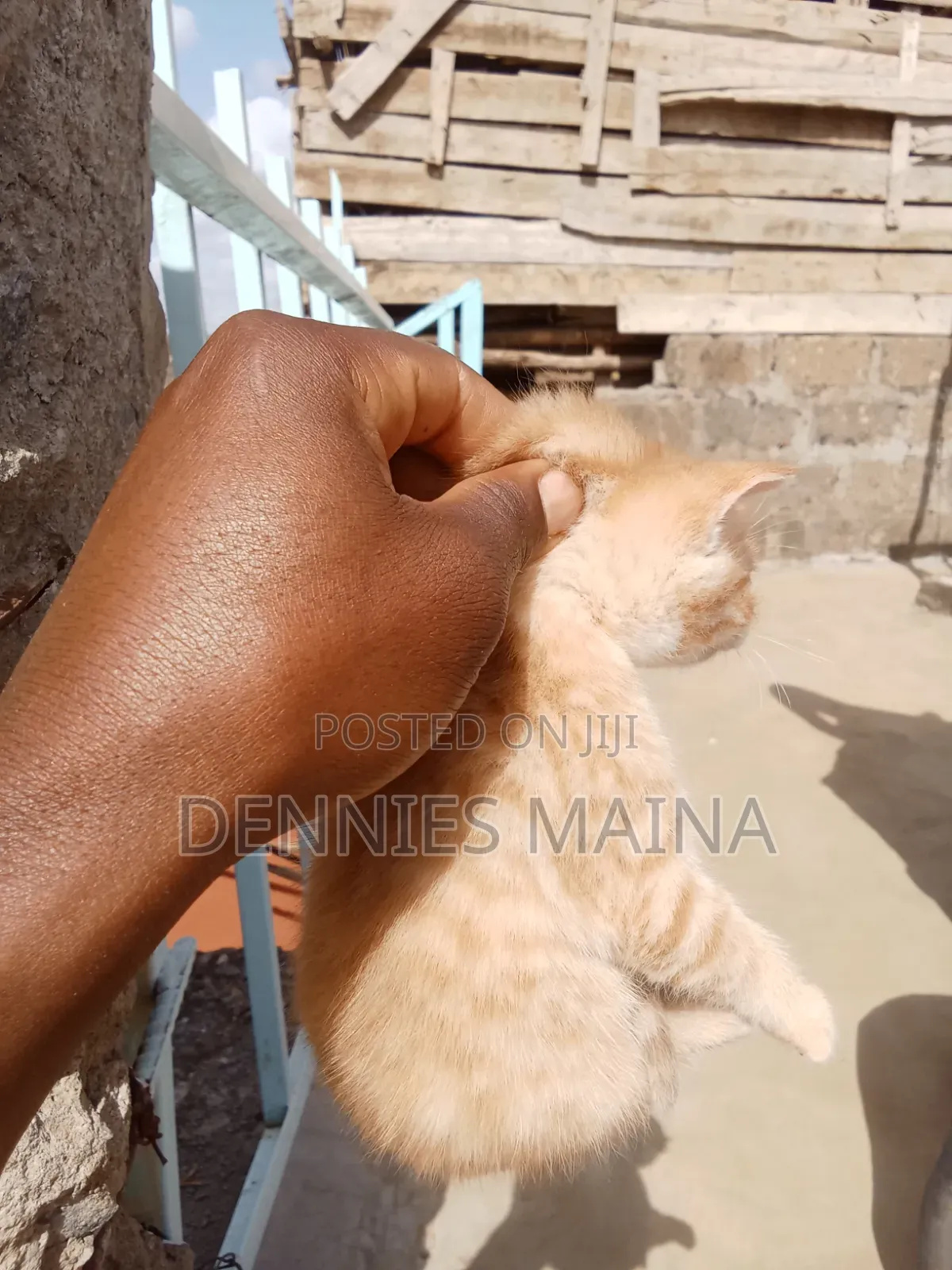 1-3 months Male Mixed Breed American Shorthair