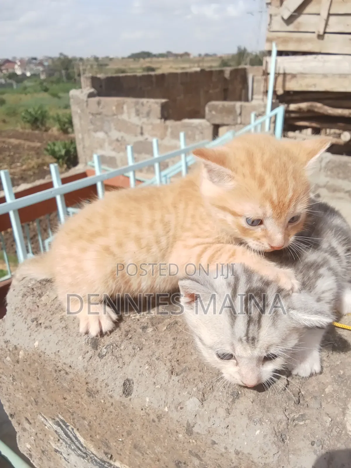 1-3 months Male Mixed Breed American Shorthair