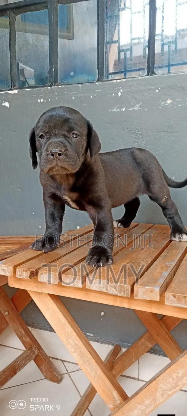 1-3 months Female Purebred Great Dane