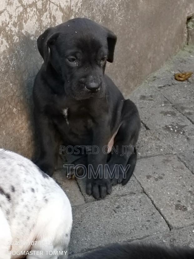 1-3 months Female Purebred Great Dane - thumbnail 2