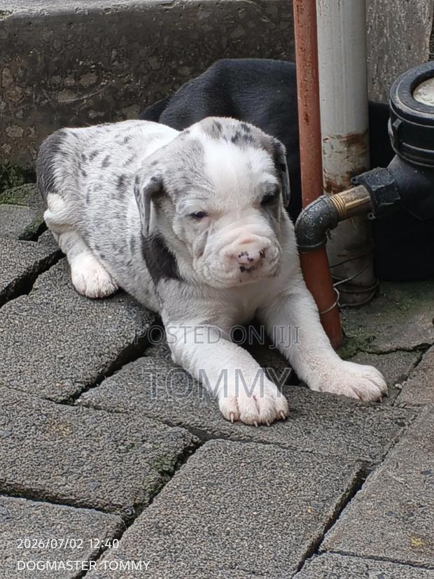 1-3 months Female Purebred Great Dane - thumbnail 3