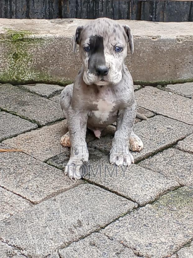1-3 months Female Purebred Great Dane - thumbnail 5
