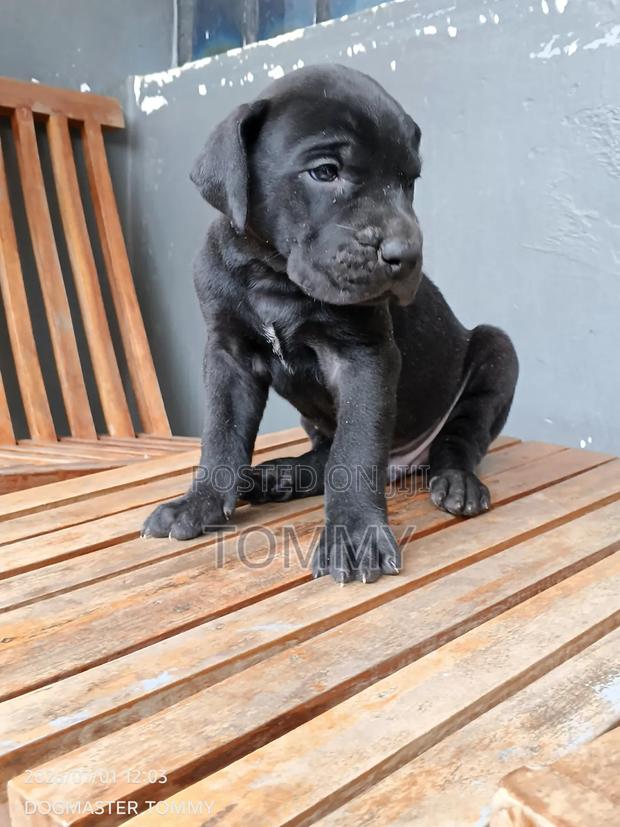 1-3 months Female Purebred Great Dane - thumbnail 6