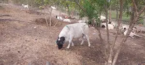 Mature Dorper Ram for Sale