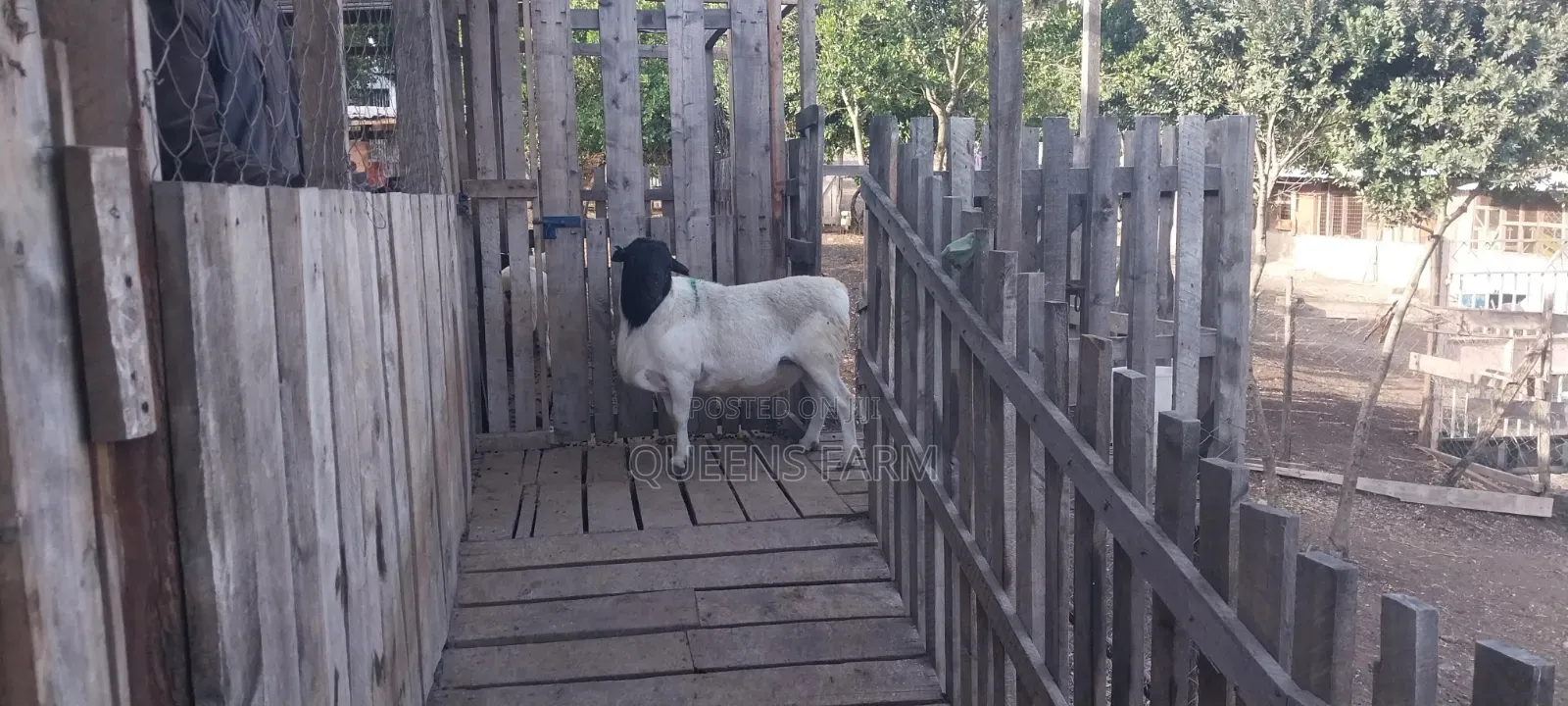 Mature Dorper Ram for Sale
