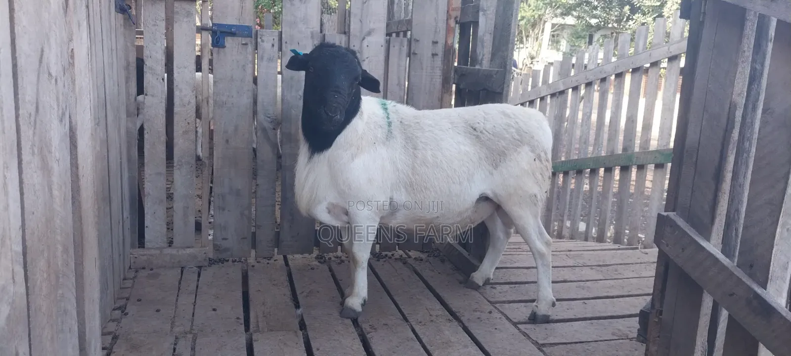 Mature Dorper Ram for Sale