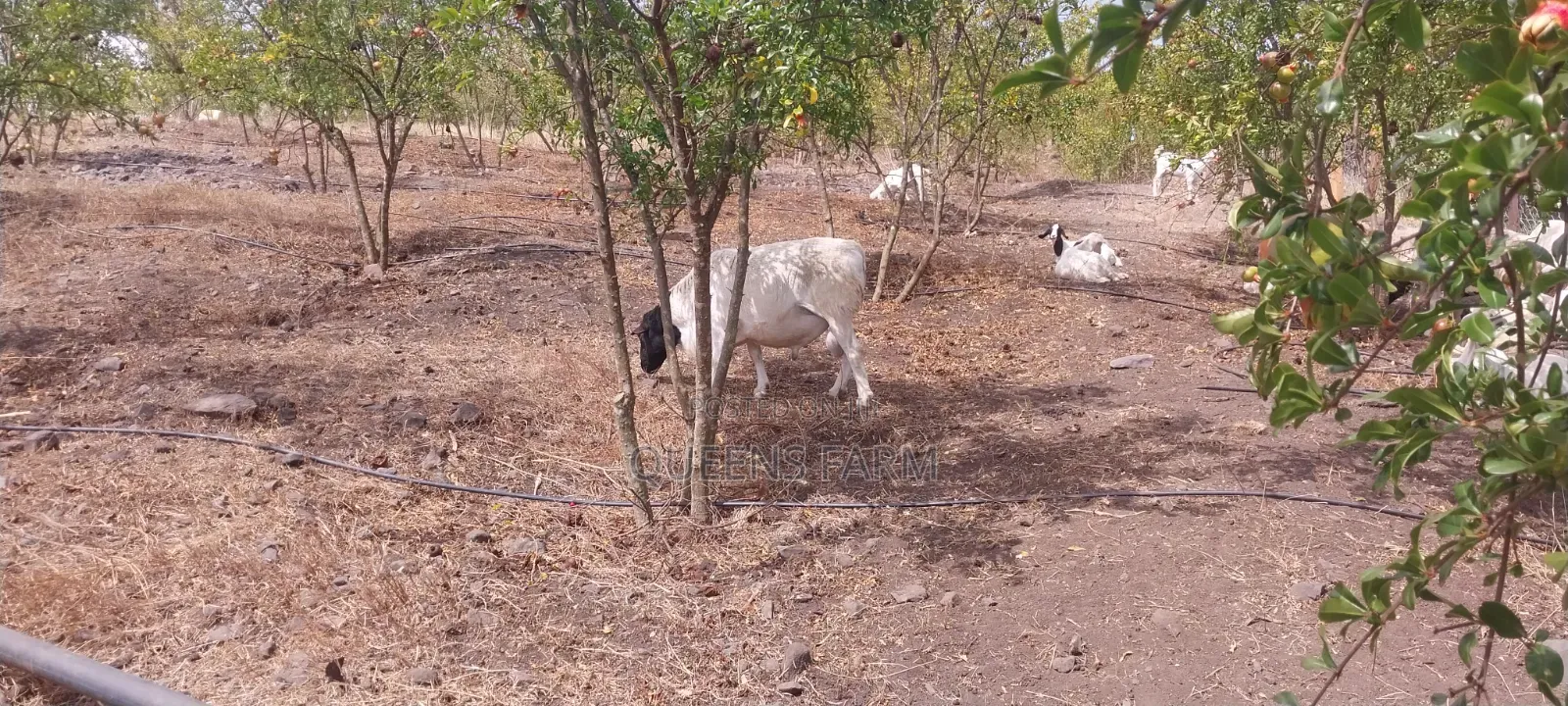 Mature Dorper Ram for Sale