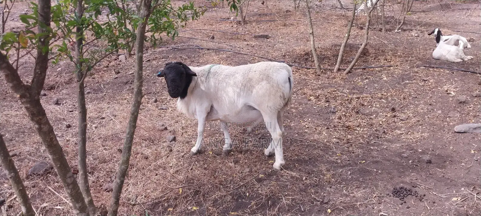 Mature Dorper Ram for Sale