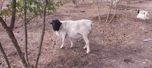 Mature Dorper Ram for Sale