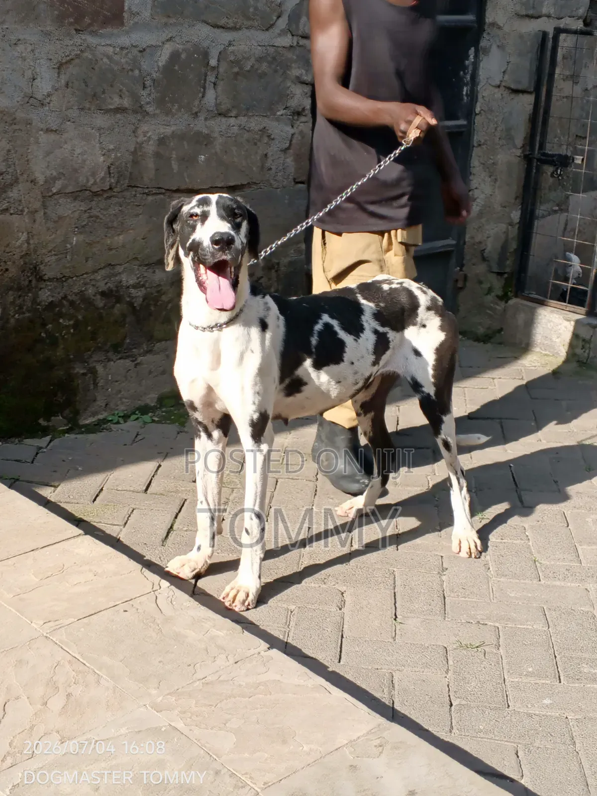 1+ year Female Purebred Great Dane