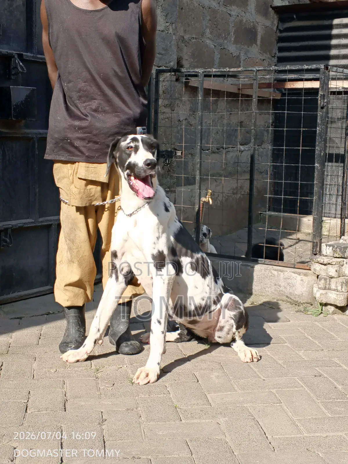 1+ year Female Purebred Great Dane