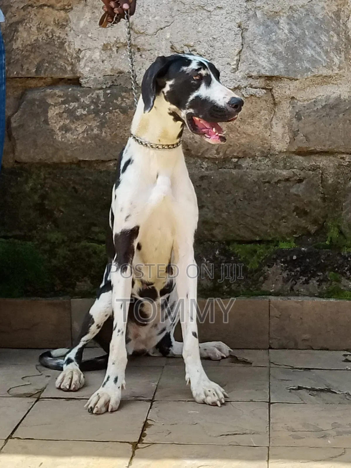 1+ year Female Purebred Great Dane