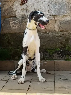 1+ year Female Purebred Great Dane