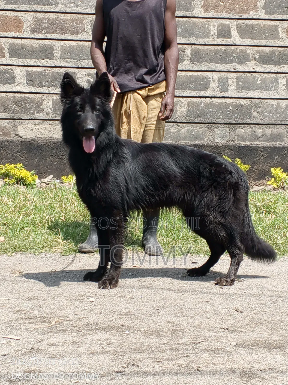 1+ year Female Purebred German Shepherd