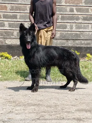 1+ year Female Purebred German Shepherd