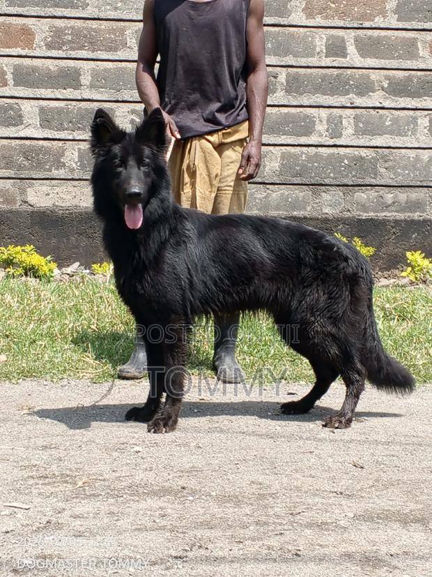 1+ year Female Purebred German Shepherd