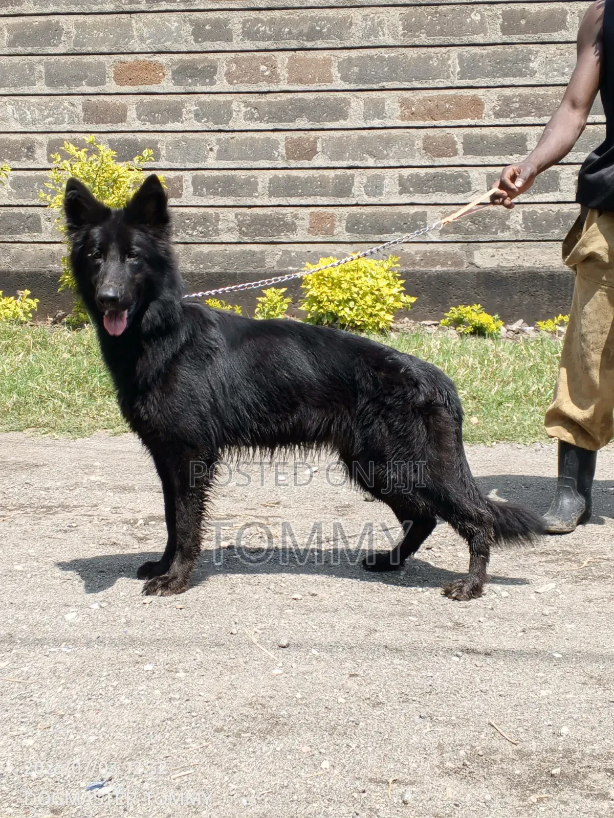 1+ year Female Purebred German Shepherd