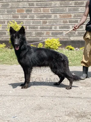 1+ year Female Purebred German Shepherd