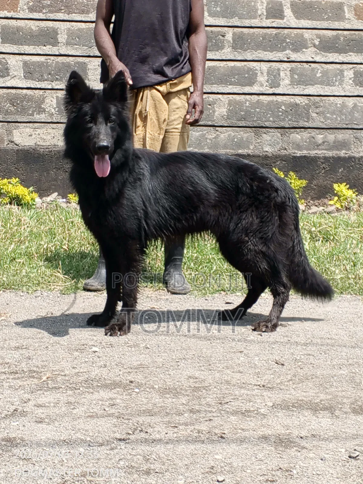 1+ year Female Purebred German Shepherd