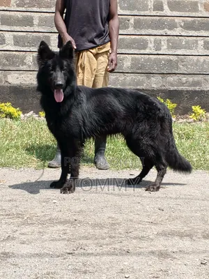 1+ year Female Purebred German Shepherd