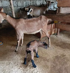 Alpine Daily Goat