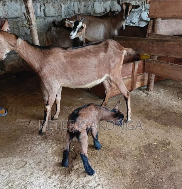 Alpine Daily Goat