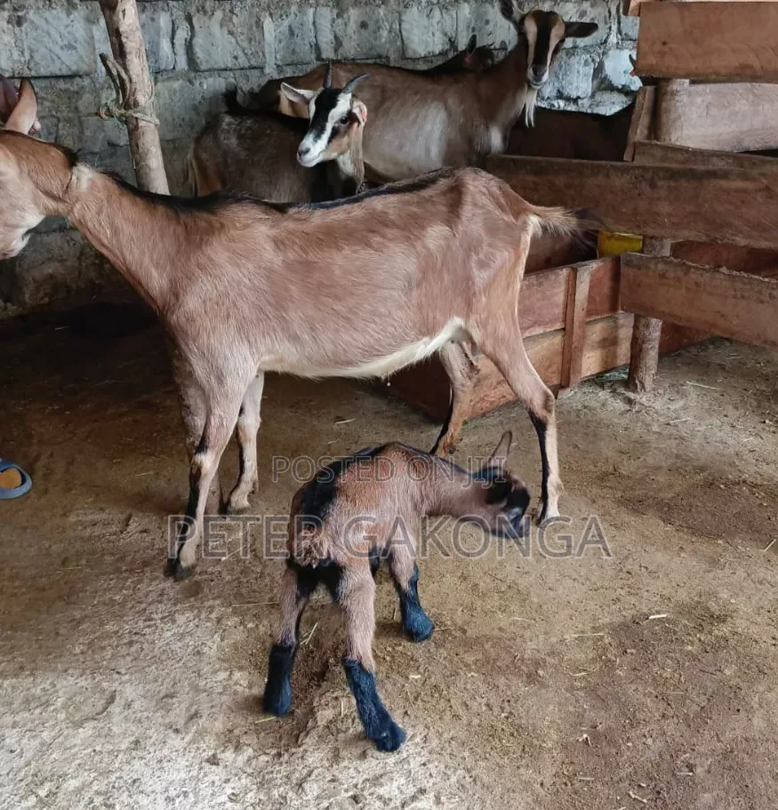 Alpine Daily Goat