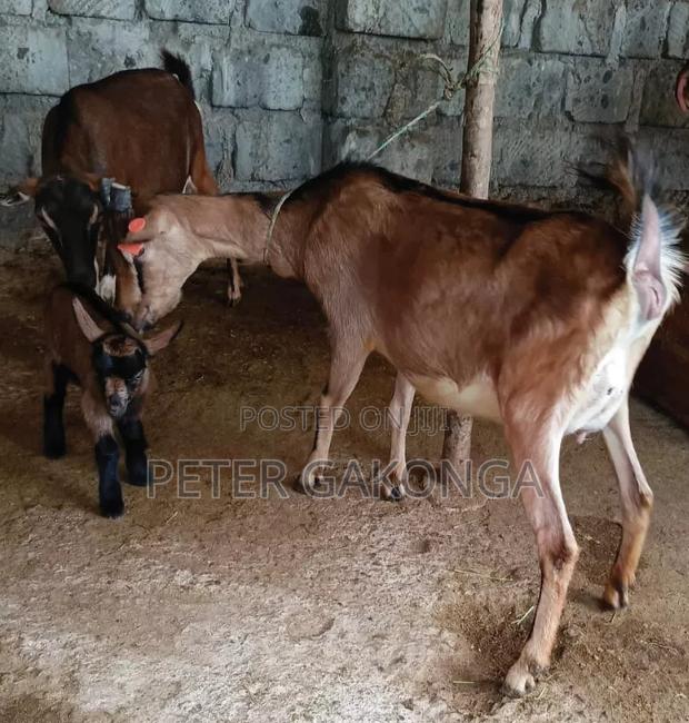 Alpine Daily Goat - thumbnail 2