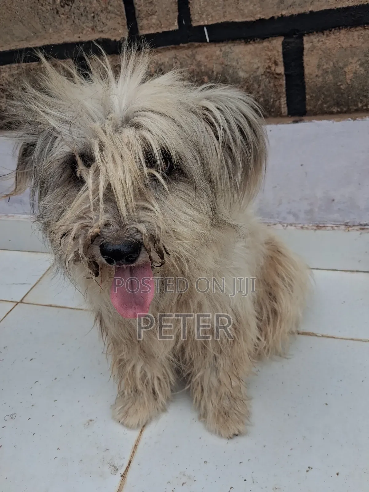 1+ year Male Mixed Breed Havanese