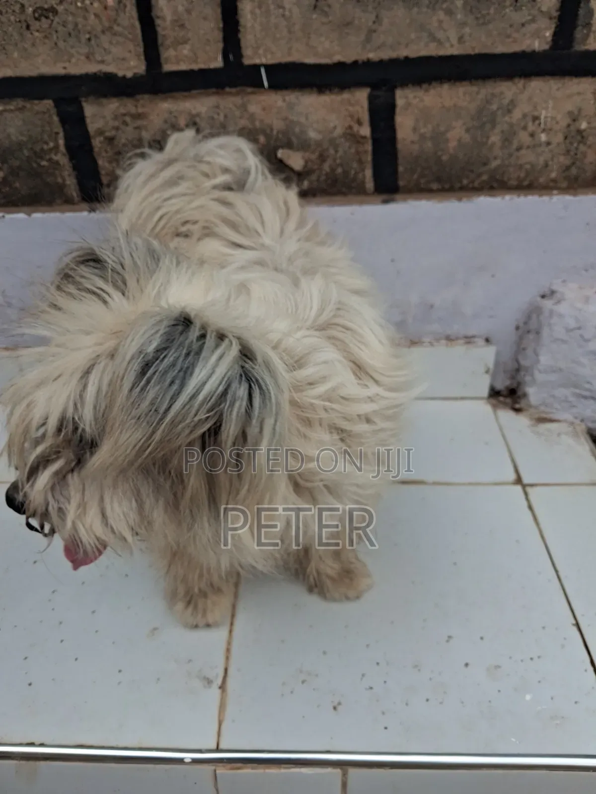 1+ year Male Mixed Breed Havanese