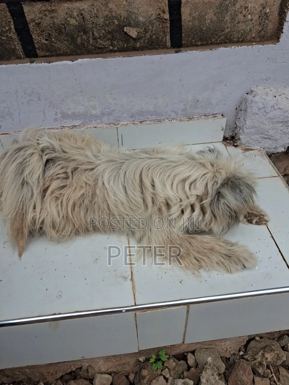 1+ year Male Mixed Breed Havanese