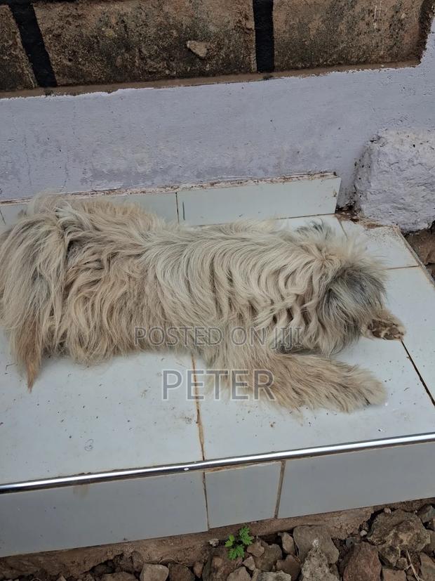 1+ year Male Mixed Breed Havanese - thumbnail 3