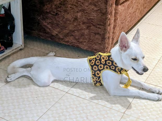 6-12 months Female Purebred Jack Russell Terrier