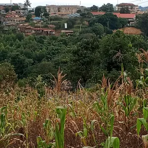 50x100 Plot for Sale at Embu Muthatari Opposite Ntsa Offices Mugoya