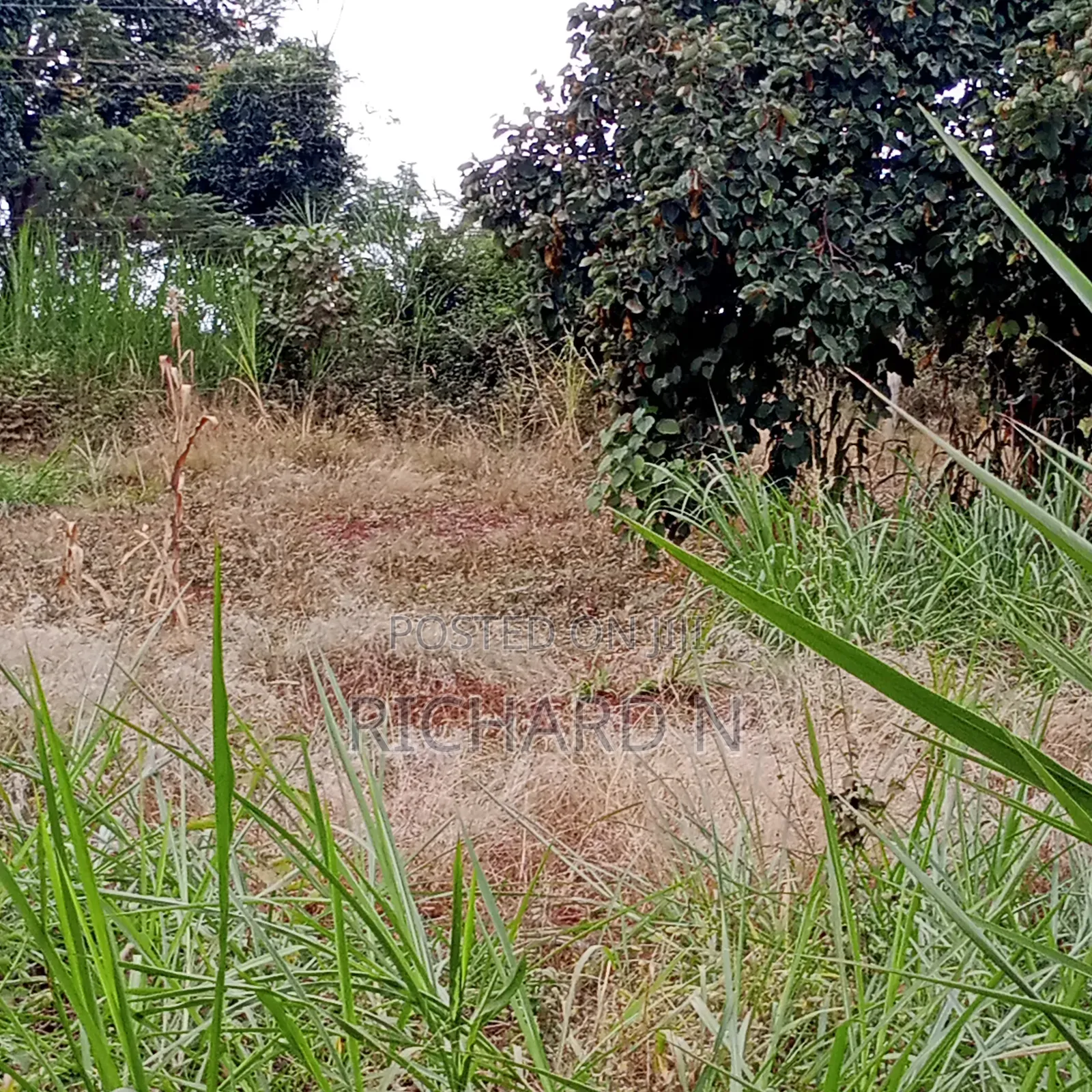50 Acre Land for Sale at Masinga