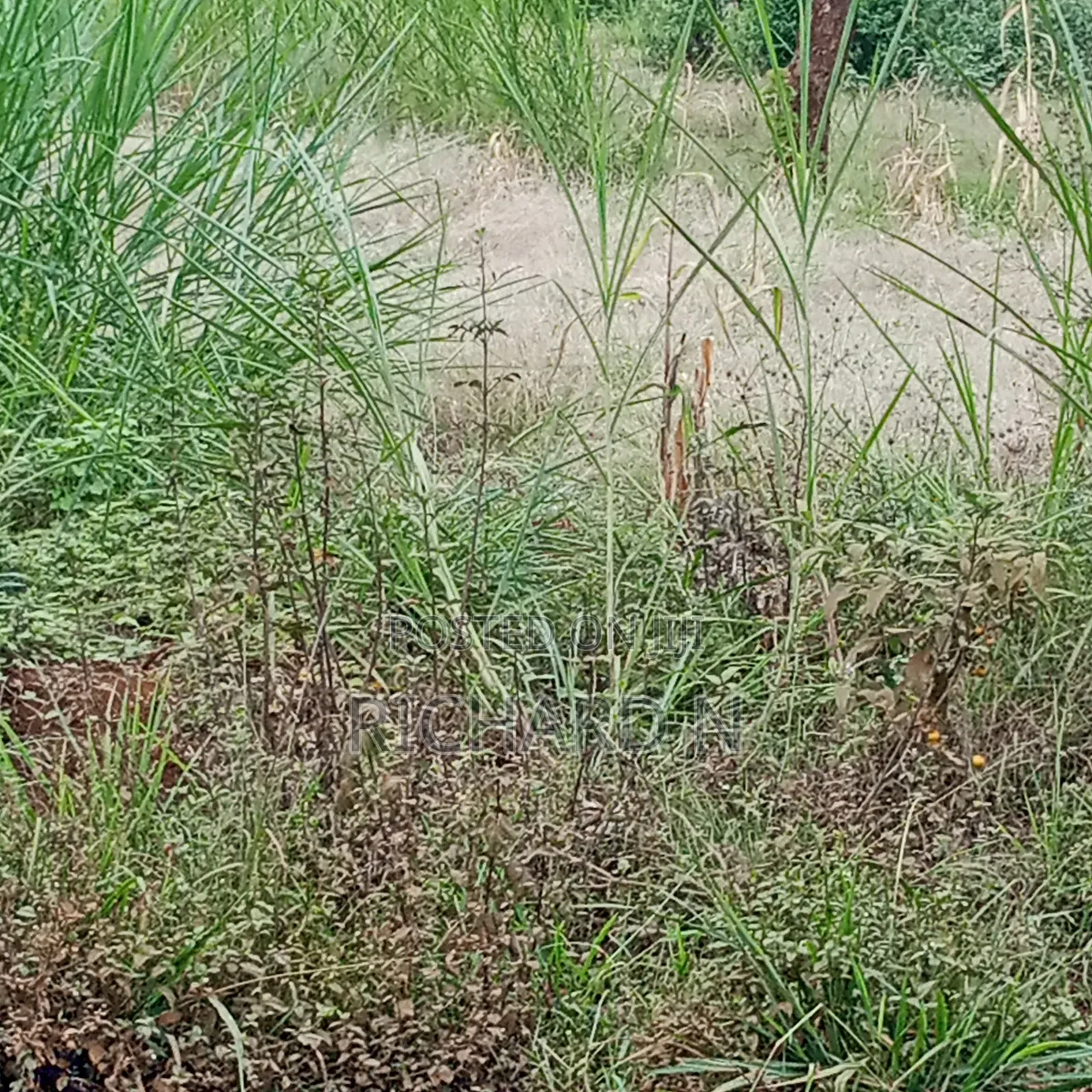 50 Acre Land for Sale at Masinga