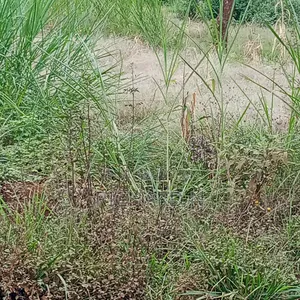 50 Acre Land for Sale at Masinga